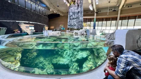 A young girl looks at the exhibits at the Seattle Aquarium Ocean Pavilion, an expansion of the aquarium with coral reef habitats, mangroves and more