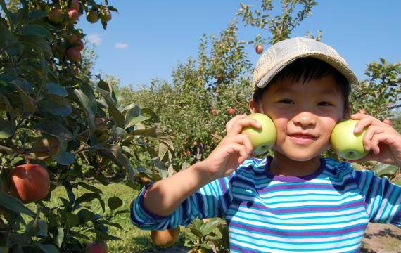 Cute young boy in hat and striped shirt picking apples in a Washington apple orchard best places to pick apples with Seattle kdis