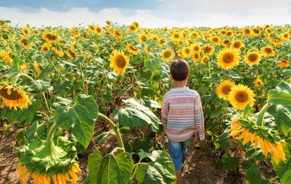 Child walking in a sunflower field during a sunflower festival