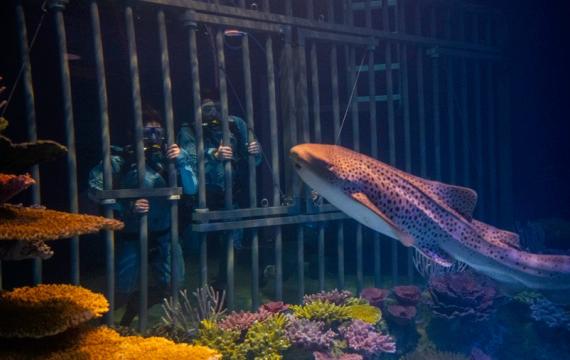 Eye-to-eye shark dives at the Point Defiance Zoo & Aquarium in Tacoma