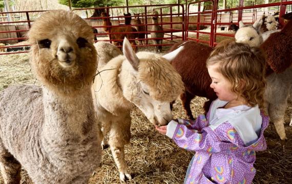 young girl feeding alpacas at Enchanted Farms in Duvall, a Seattle-area alpaca farm for families to visit