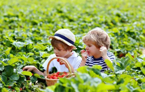 Two boys pick strawberries in a field near Seattle