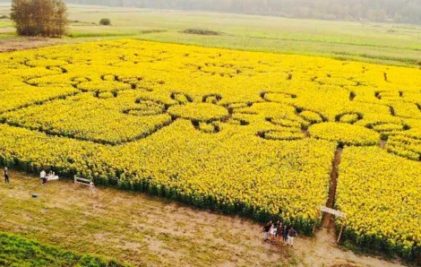 sunflower maze puget sound families fall family-friendly fun seattle-area kids parents