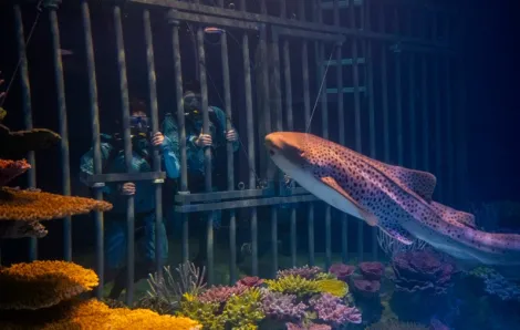 Eye-to-eye shark dives at the Point Defiance Zoo & Aquarium in Tacoma