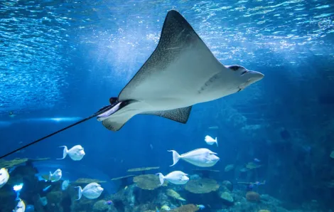 Spotted Eagle Rays soar at the Ocean Pavilion 