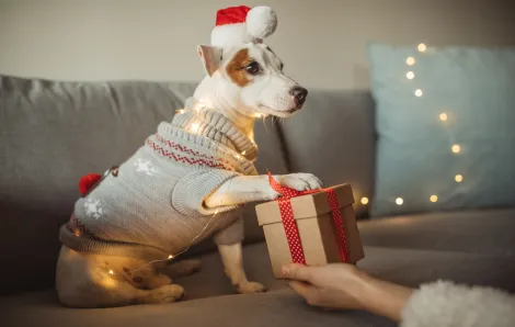 dog in a Santa hat receives her holiday gift from Trader Joe’s 2024 collection