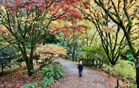 Young child walking along a nature trail at Bellevue Botanical Garden, a nearby nature walk for Eastside and Seattle families