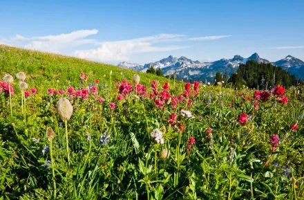 View of Indian Paintbrush wildflowers in a meadow near Mount Rainier with mountain peaks in the background; best wildflower hikes for Seattle families