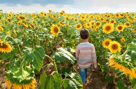 Child walking in a sunflower field during a sunflower festival