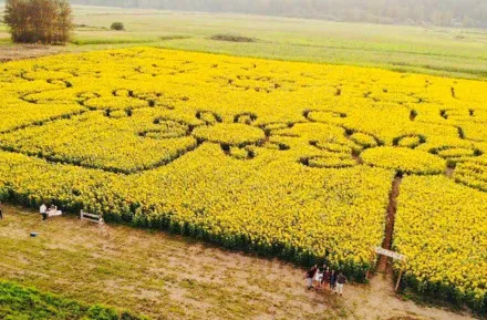 sunflower maze puget sound families fall family-friendly fun seattle-area kids parents