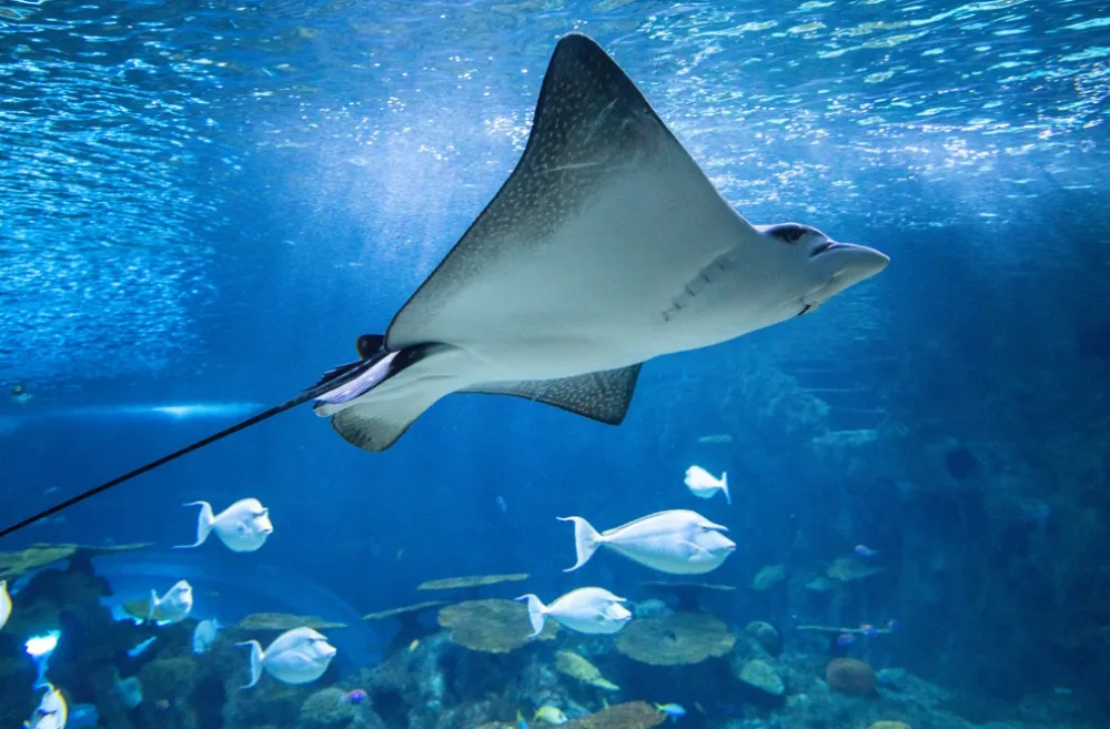 Spotted Eagle Rays soar at the Ocean Pavilion 