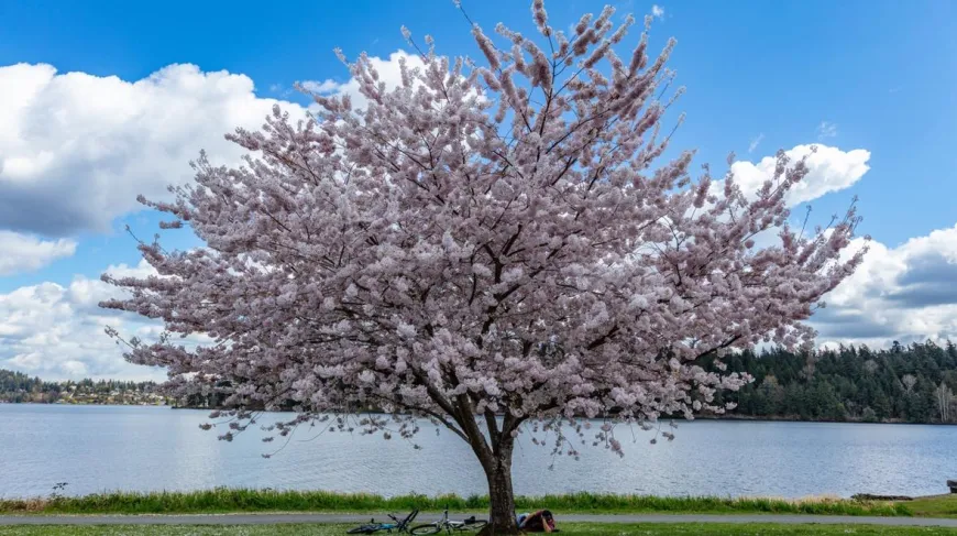 cherry blossom tree