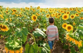 Child walking in a sunflower field during a sunflower festival