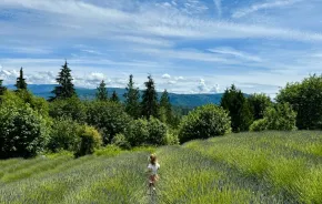 Young girl walks in a field of lavender, one of the many things to do near Seattle this weekend