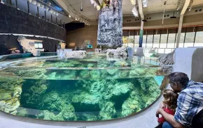 A young girl looks at the exhibits at the Seattle Aquarium Ocean Pavilion, an expansion of the aquarium with coral reef habitats, mangroves and more