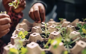 kids hands planting seedlings 