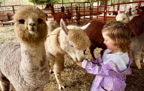 young girl feeding alpacas at Enchanted Farms in Duvall, a Seattle-area alpaca farm for families to visit