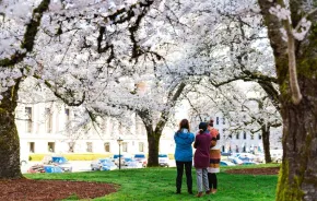 families admiring cherry blossoms near Seattle on the Capitol Campus in Olympia