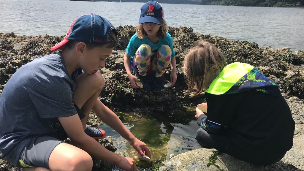 Puget Sound Tide Pool Adventures With Kids