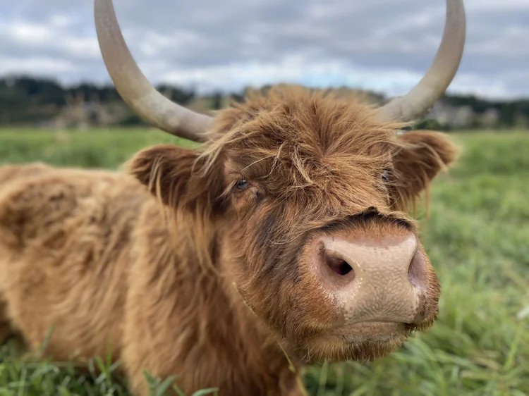Luckie Farms – Interactive Farm Experience
